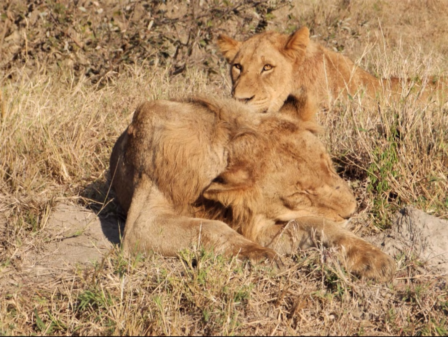 Two lions lying in yellow grass, one of them asleep, the other one awake, in Timbavati Private Game Reserve, South Africa