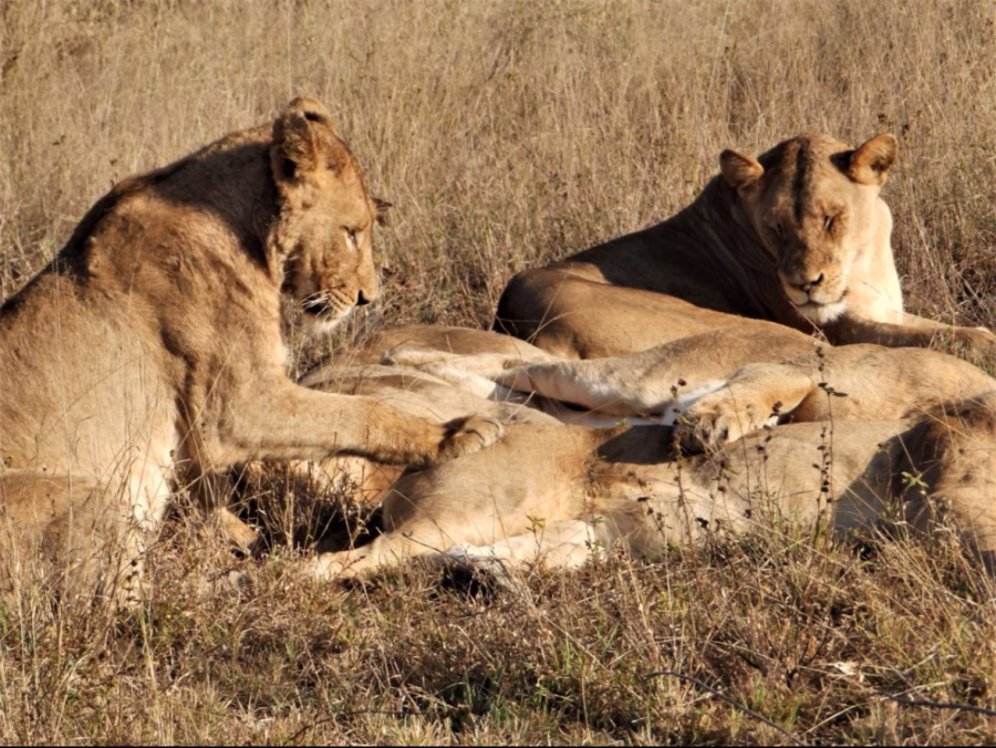 Lions basking in the sunset, half asleep