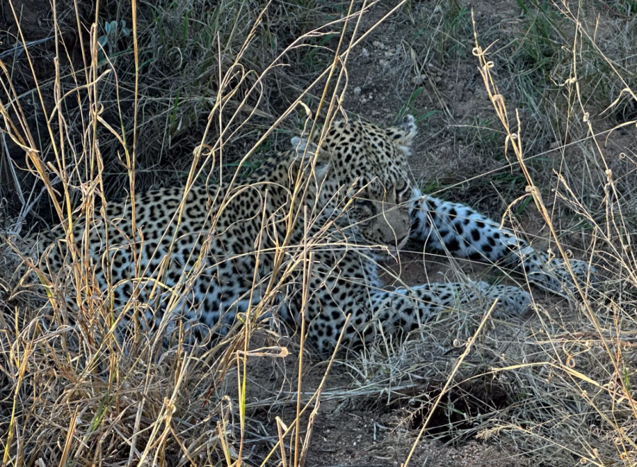 Leopard hiding in the grass on a safari drive in Timbavati Private Game Reserve, South Africa