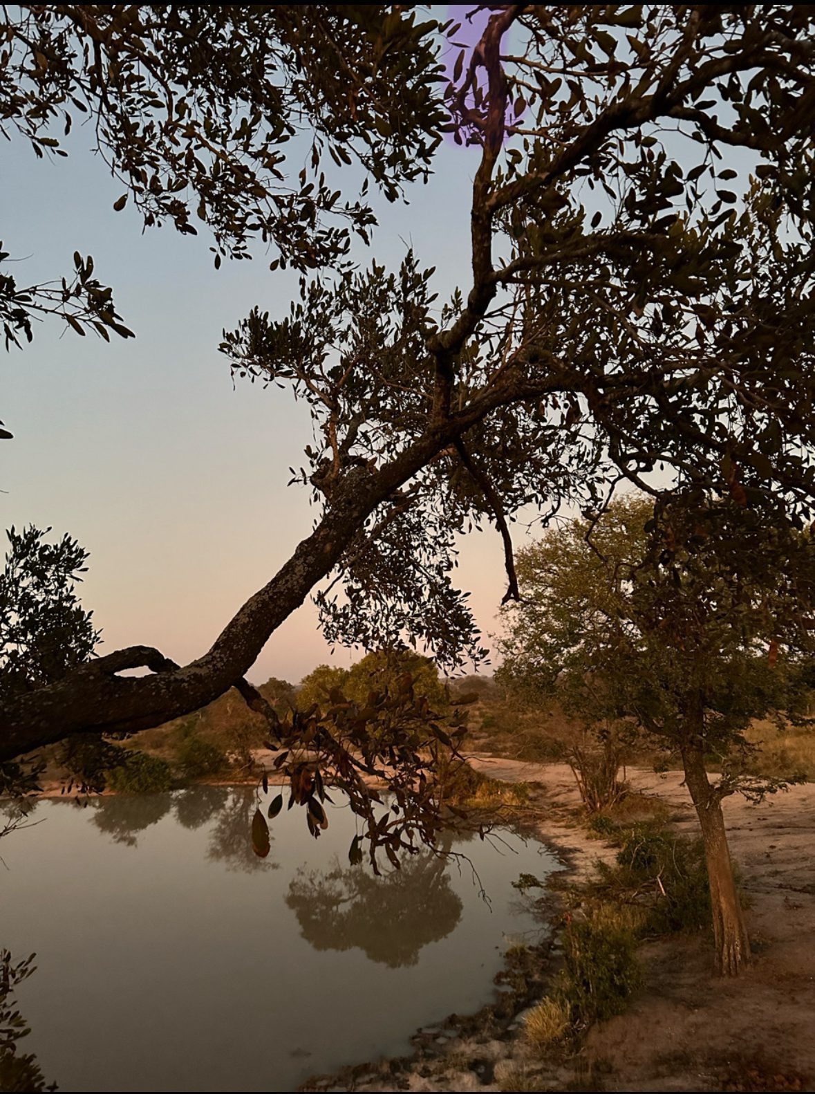View from the treehouse in Umlani Bush Camp, Timbavati Private Game Reserve, South Africa 