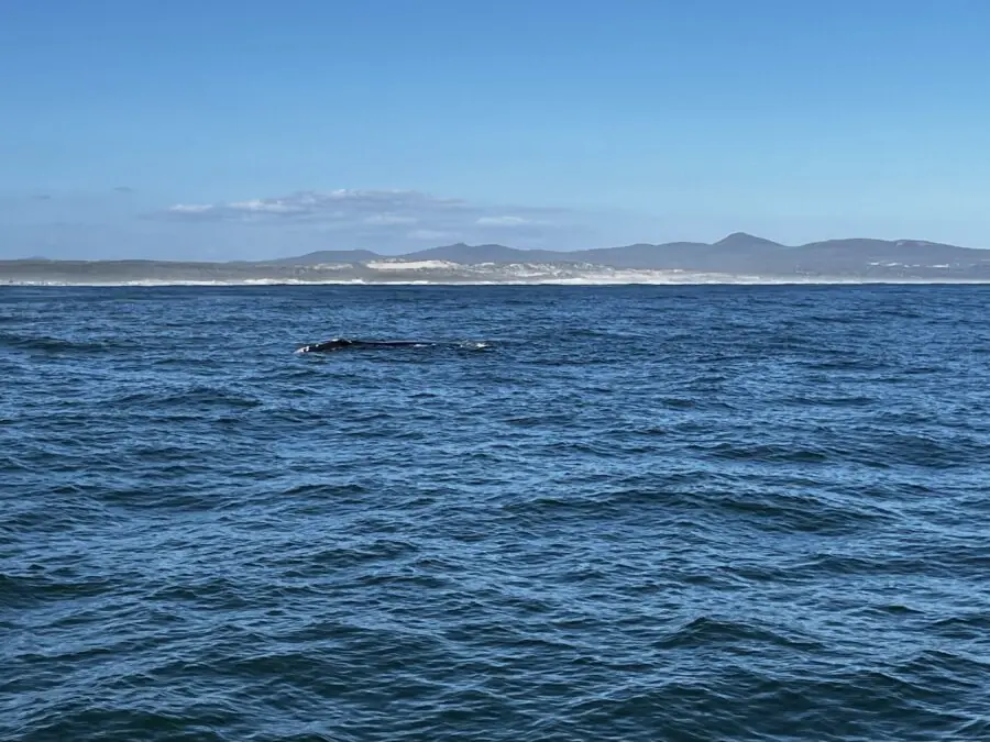 Whale watching at 55+