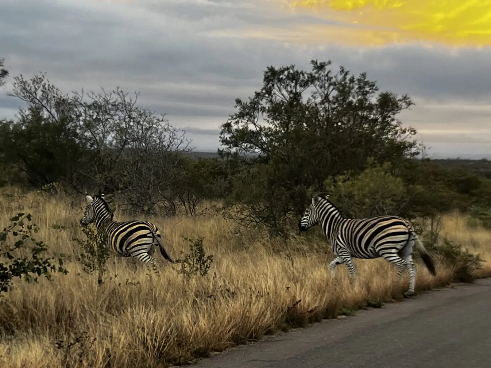 Two zebras disappearing into the grass after crossing a tarmac road