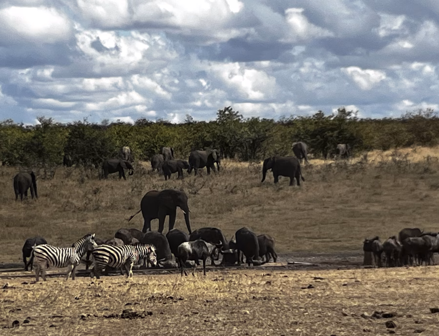 Elephants and zebras in Kruger National Park, South Africa 