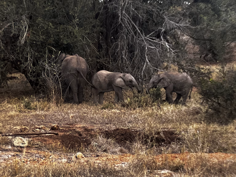 Can I still go on safari at 55+ – and survive?