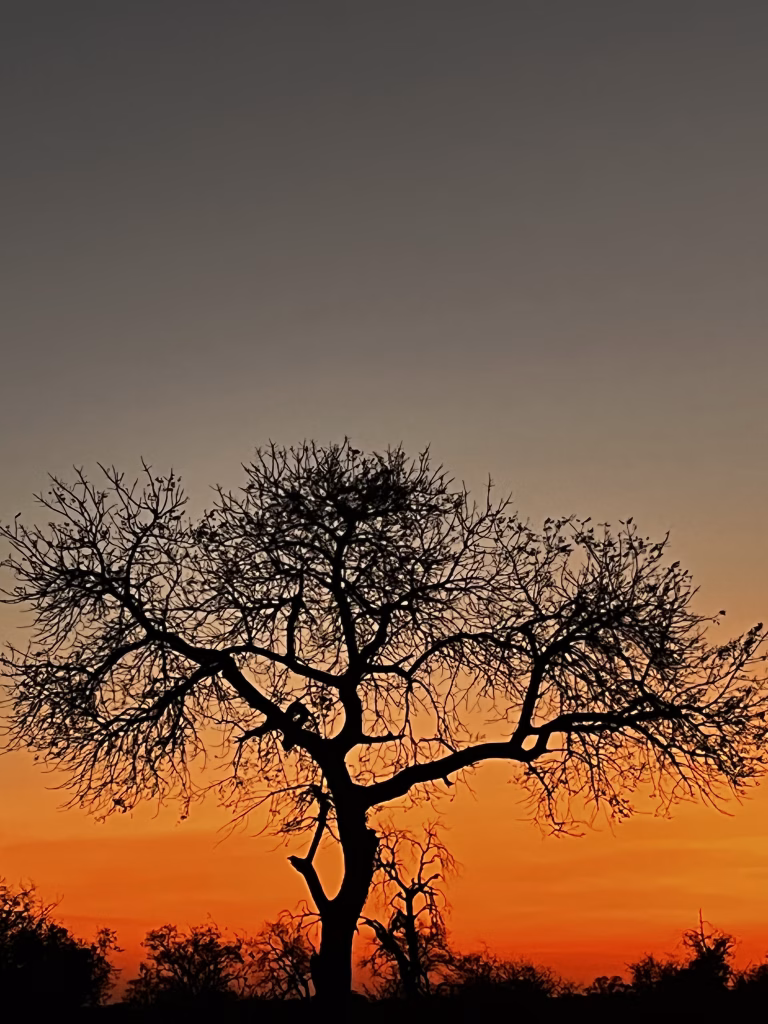 Umlani Bush Camp: game drives and treehouse nights