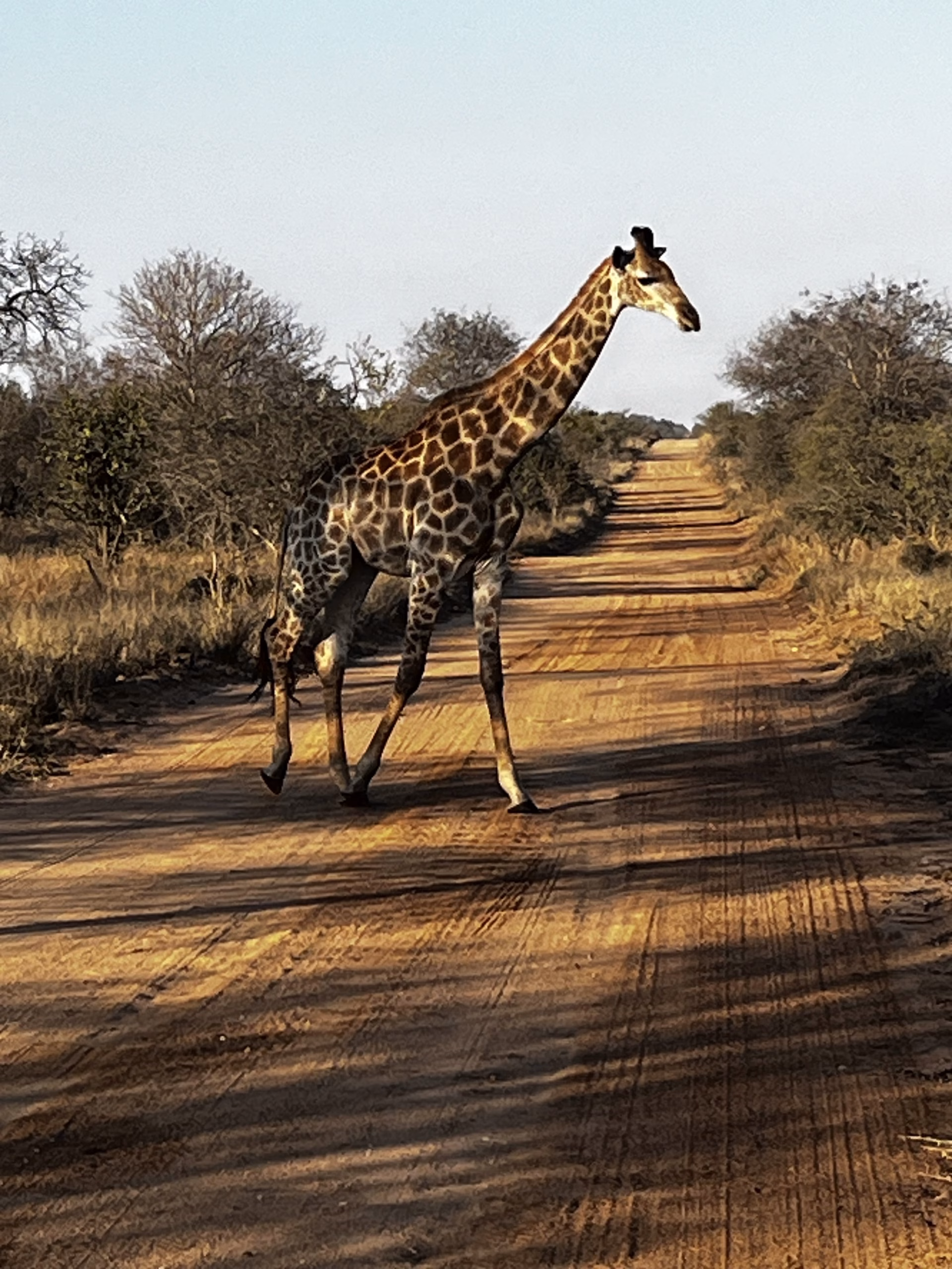 Giraffe crossing a dirt road in Kruger National Park