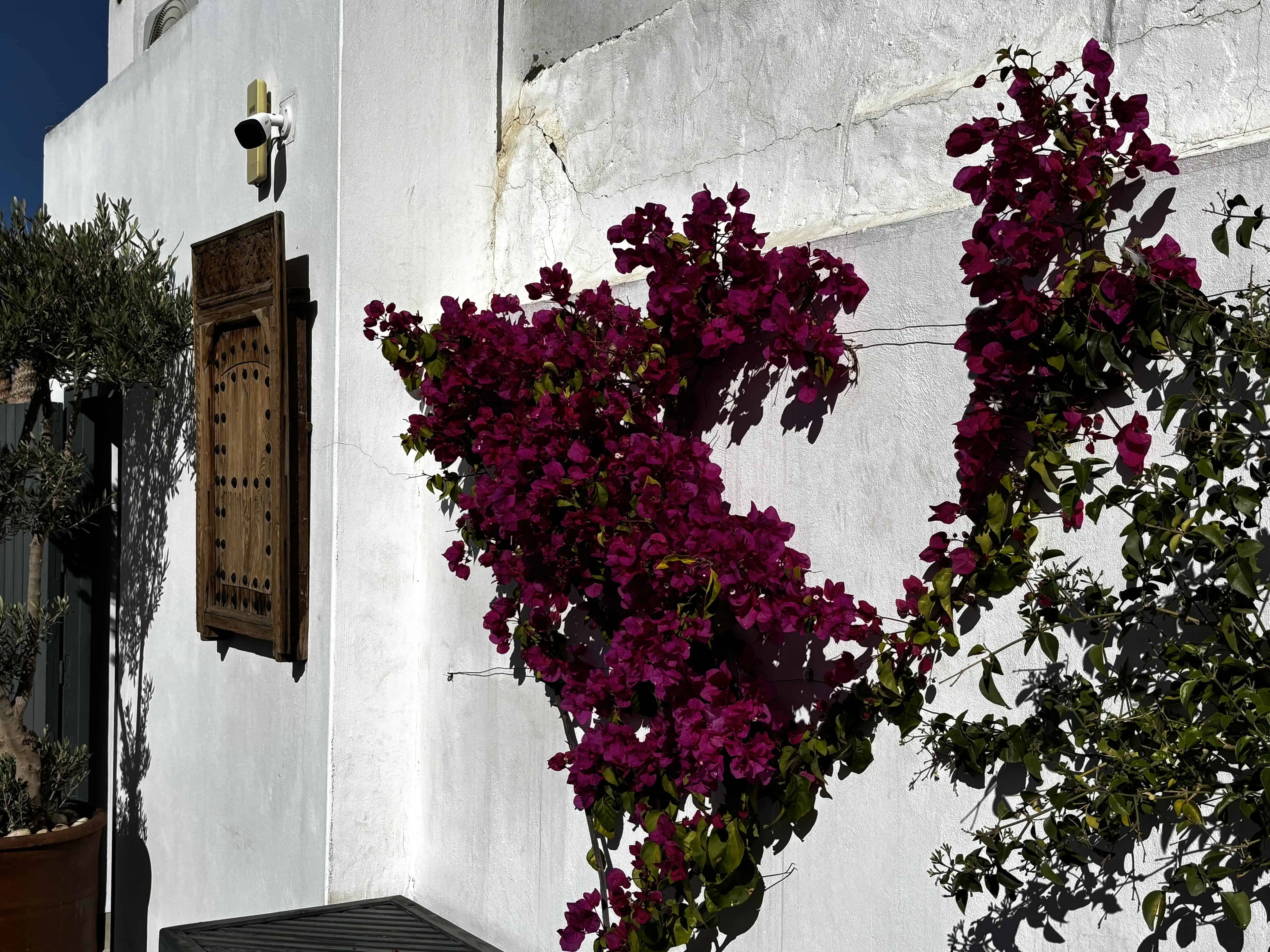 Tree with vibrant purple flowers against a backdrop of white wall.