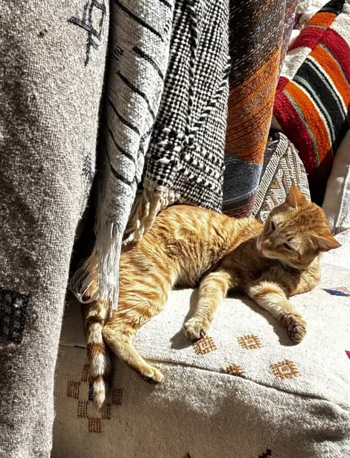 Ginger cat asleep on carpets in the Marrakech medina