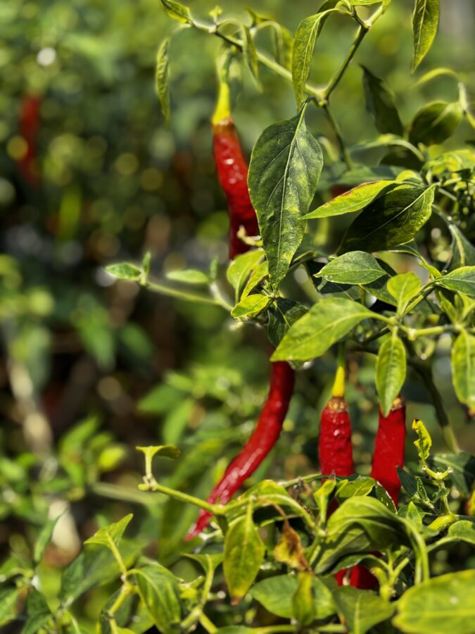 Red peppers hanging from branches