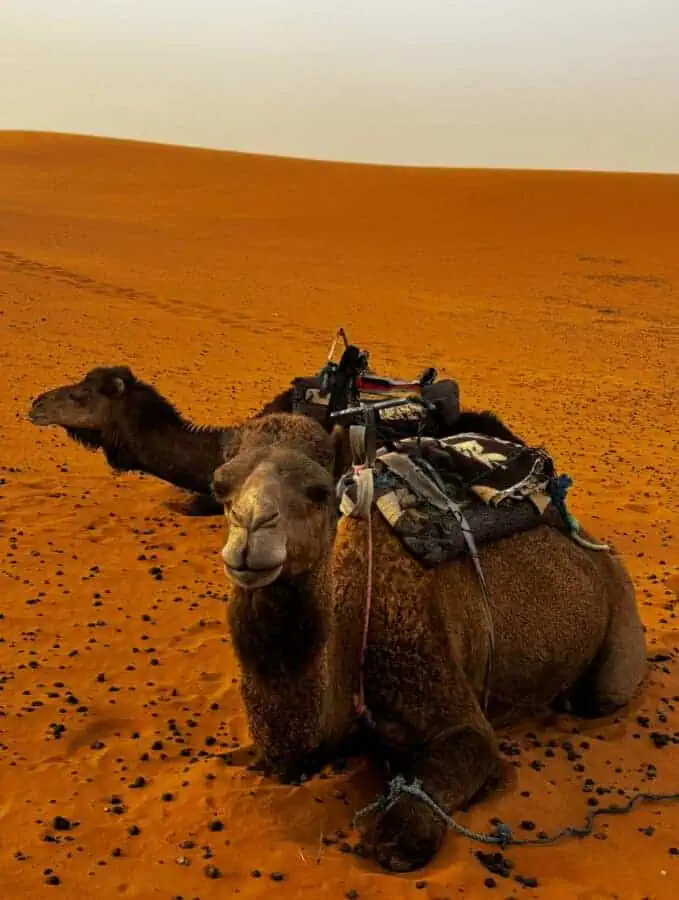 Camels lying down in the Sahara desert