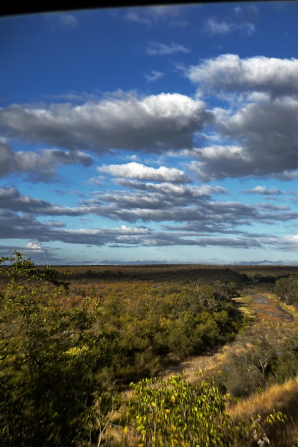 Mopane bushveld with a backdrop of blue sky and white clouds. 