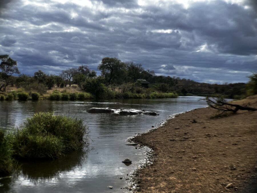 Hippos floating in a river in Kruger National Park Post to help decide: guided safari, game reserve or self-drive? 