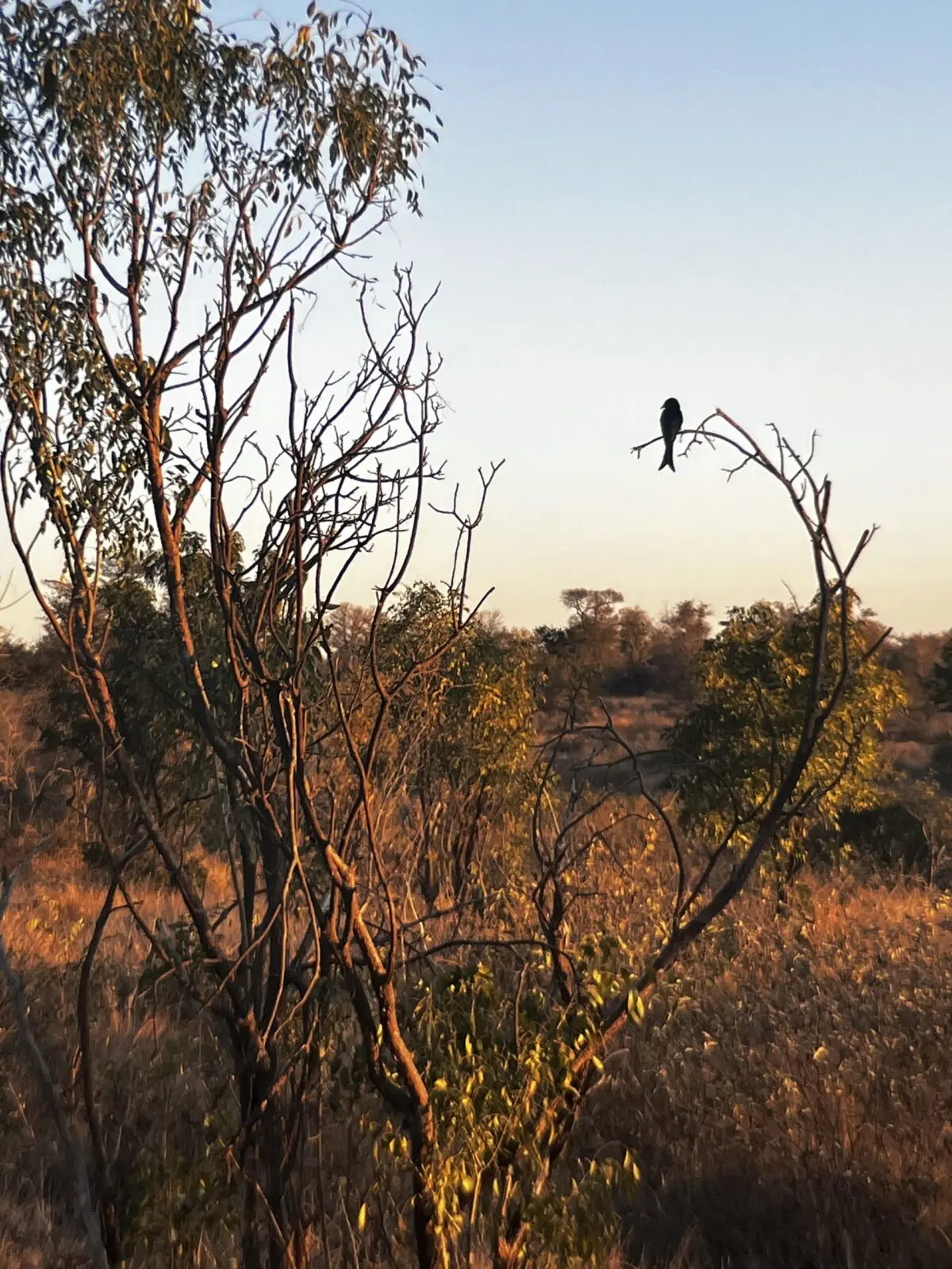 Bird in a tree at sunset in Kruger National Park