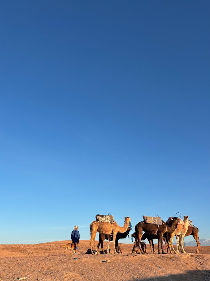 A camel caravan with handler under a vibrant blue sky in Marrakech desert.