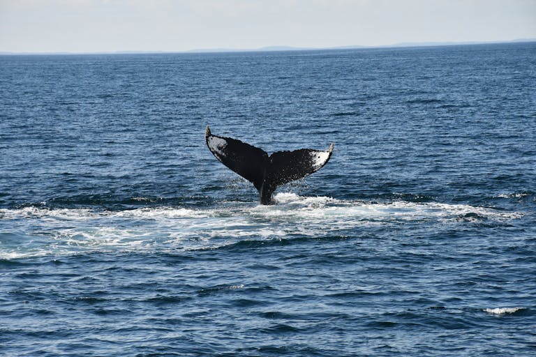 A stunning view of a humpback whale's tail emerging from the ocean.
