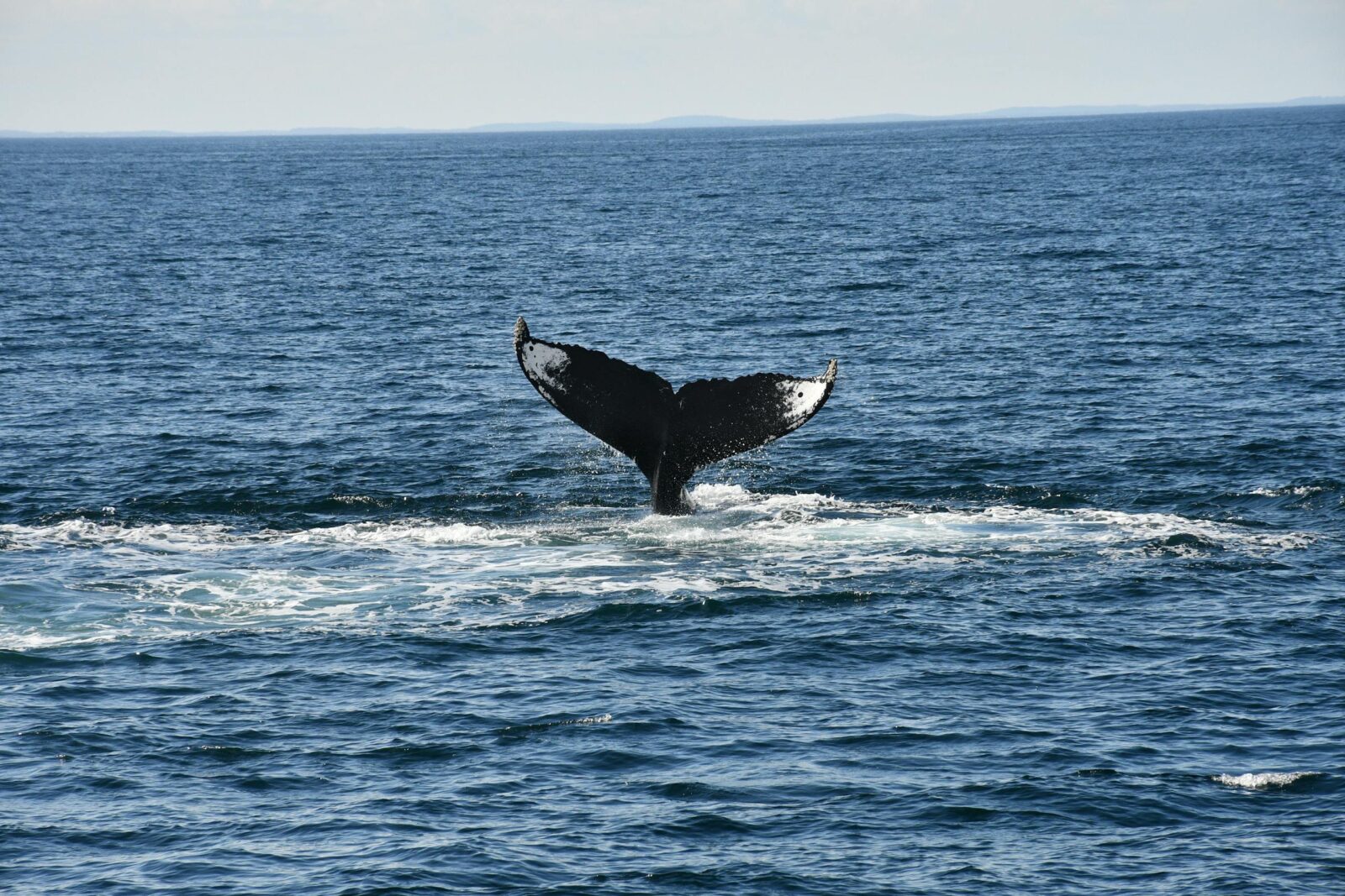 A stunning view of a humpback whale's tail emerging from the ocean.