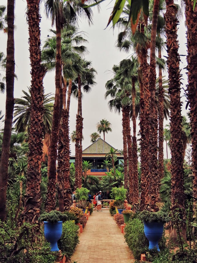 Explore the iconic palm-lined pathway in Majorelle Garden, Marrakech.