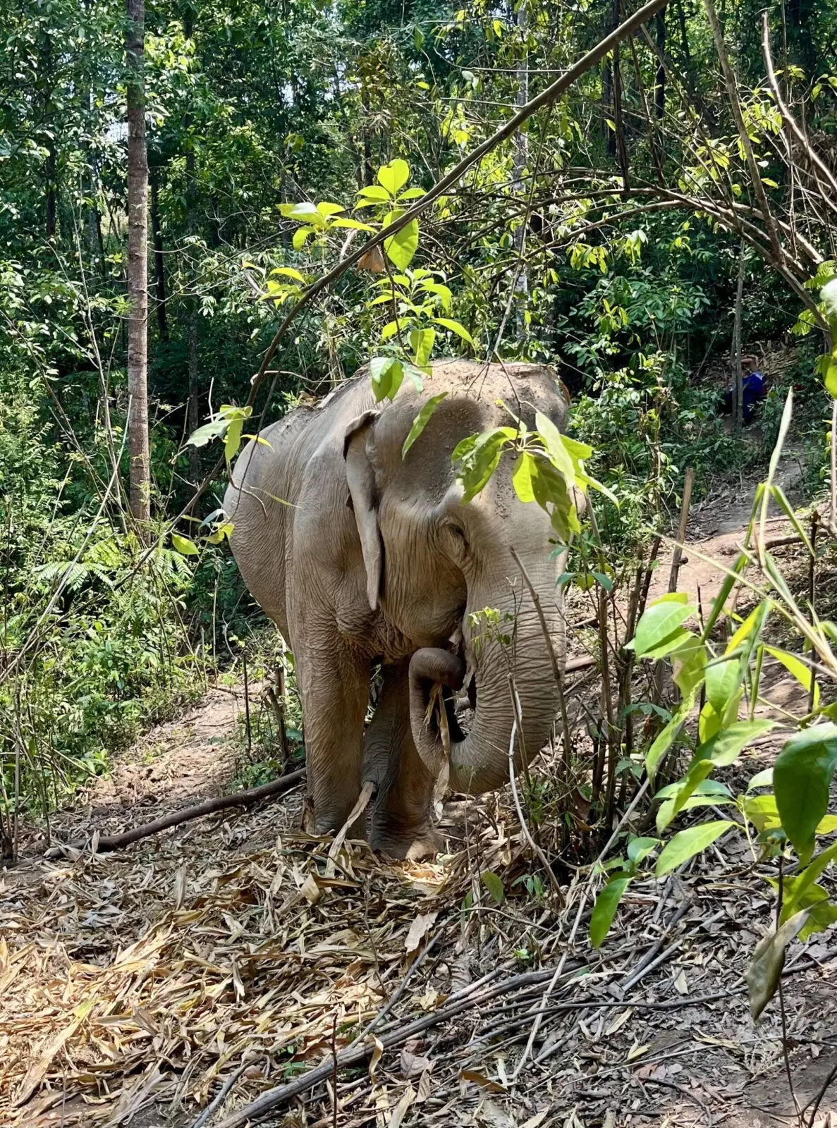 Asian elephant with rolled-up trunk standing on a path in the jungle of Northern Thailand 
