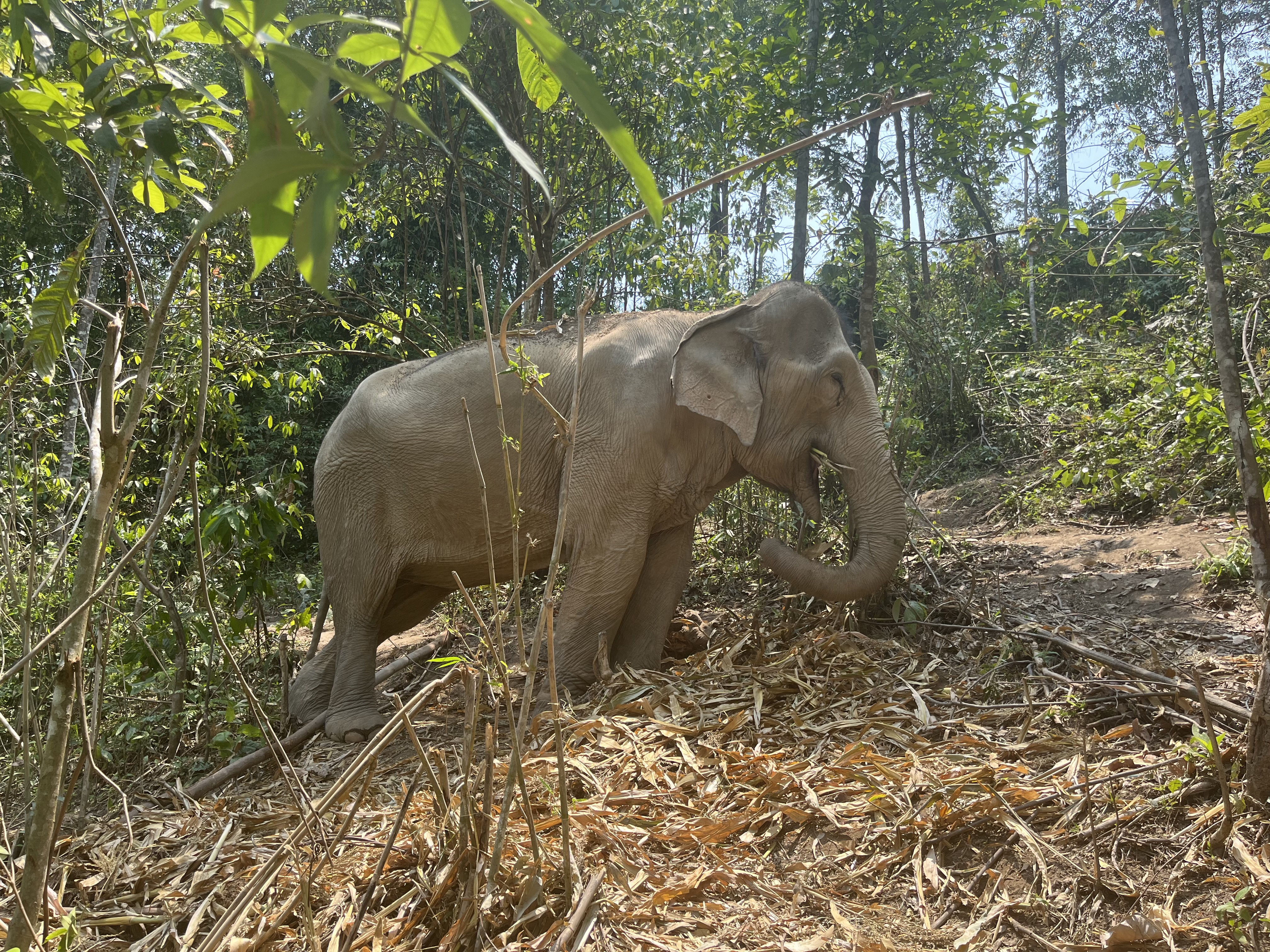 An ethical elephant experience in Thailand