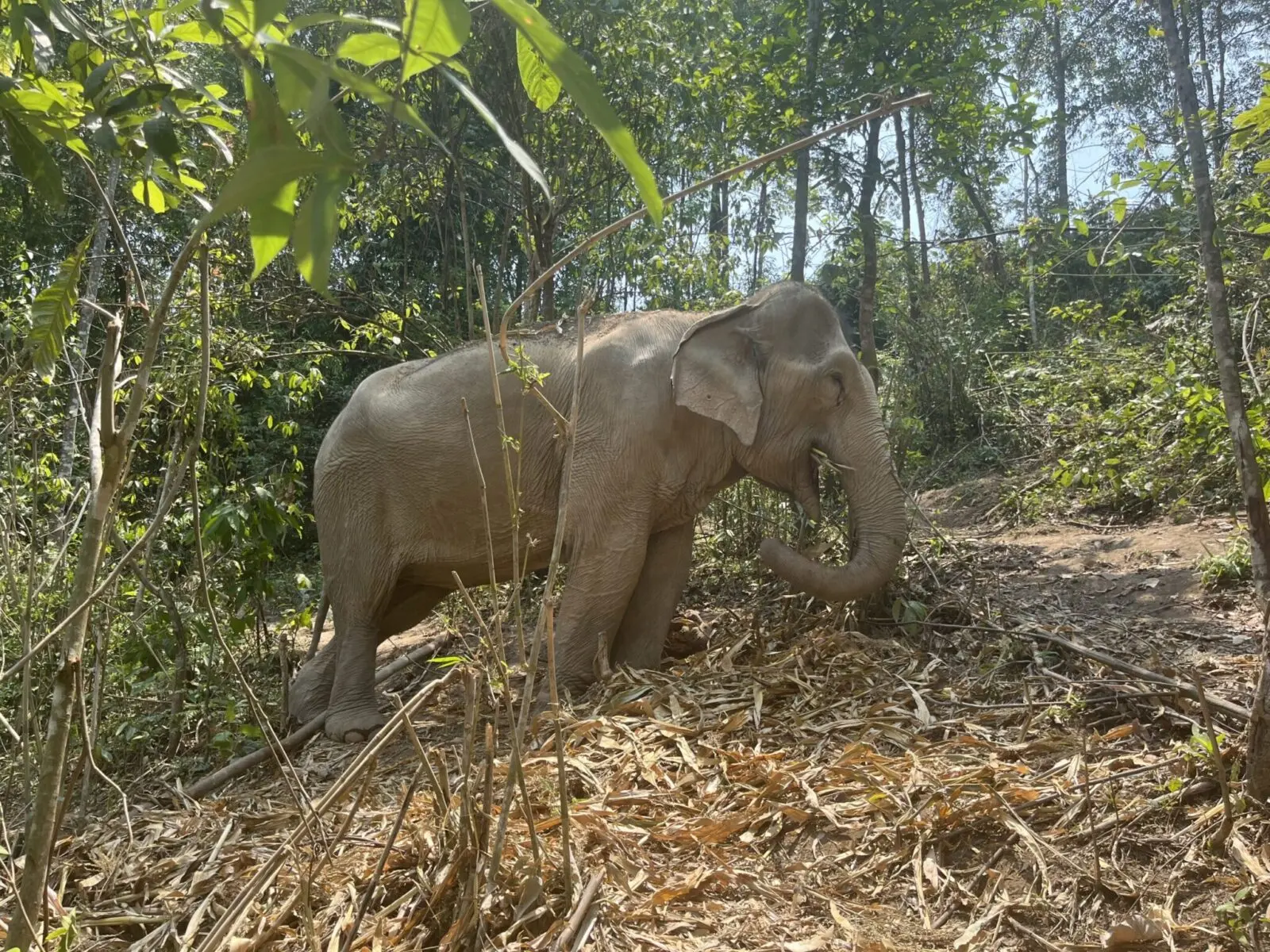 I wanted elephants, not performances: finding an ethical sanctuary in Chiang Mai