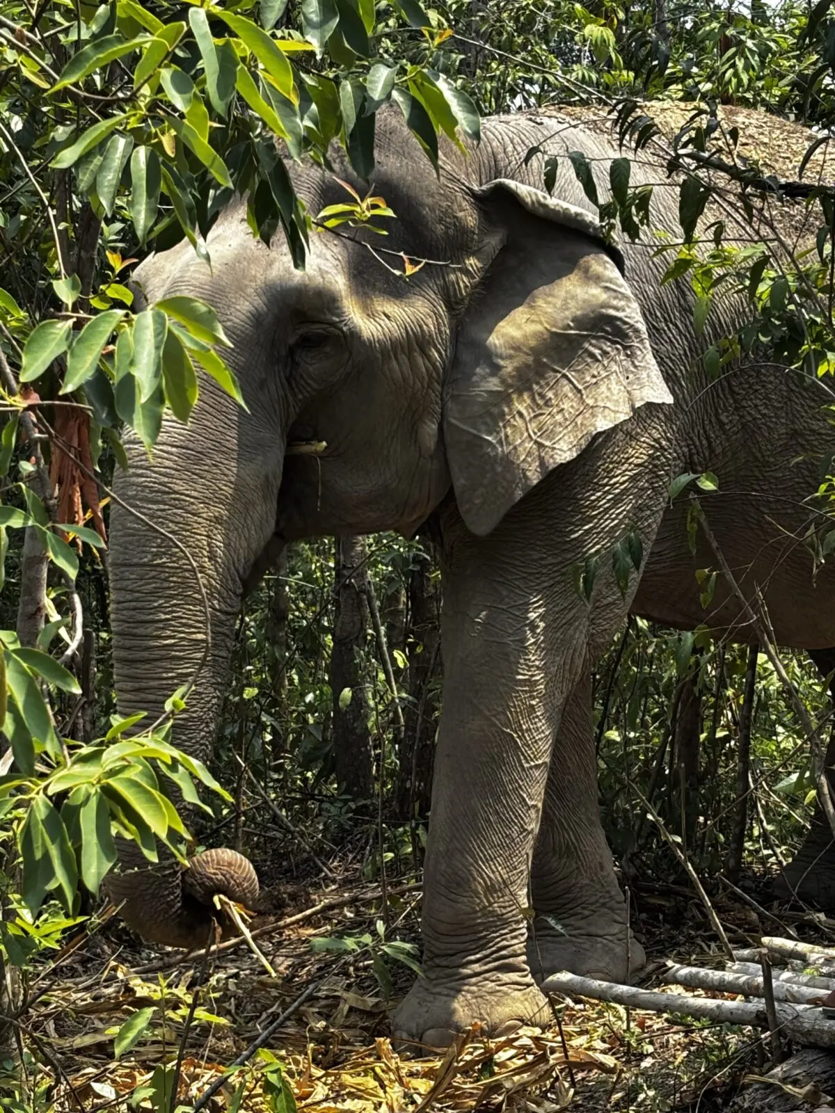 Asian elephant standing between trees, about three meters away 