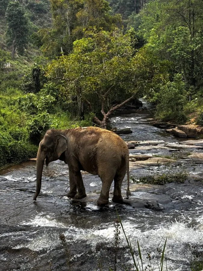 Asian elephant standing in a riverbed in Thailand. 