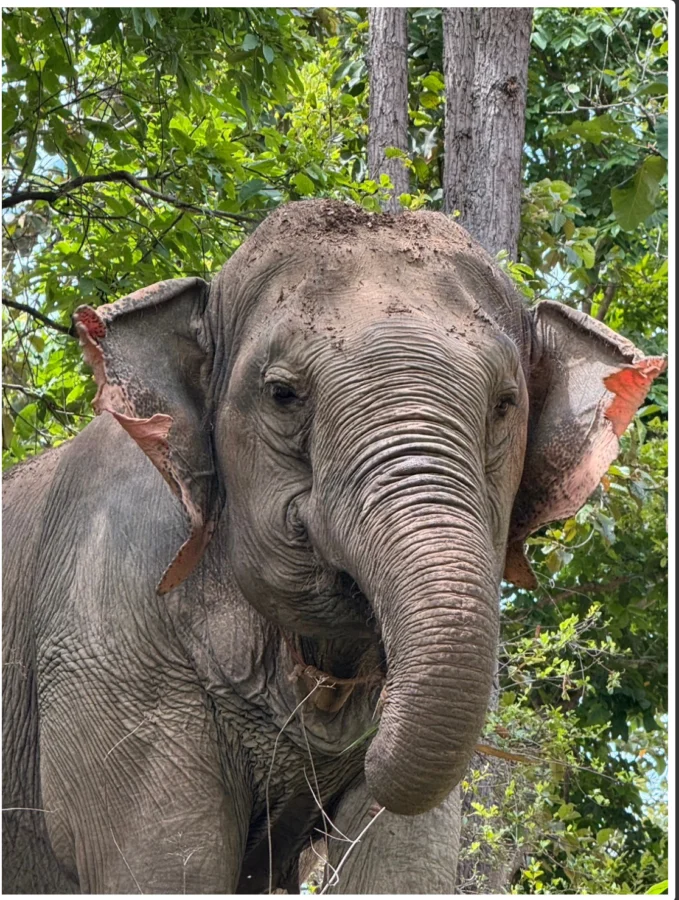 Elephant up close, taken at Chang Chill ethical elephant sanctuary 