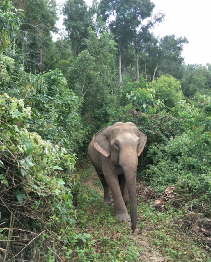 Asian elephant walking towards the camera in lush jungle setting. 