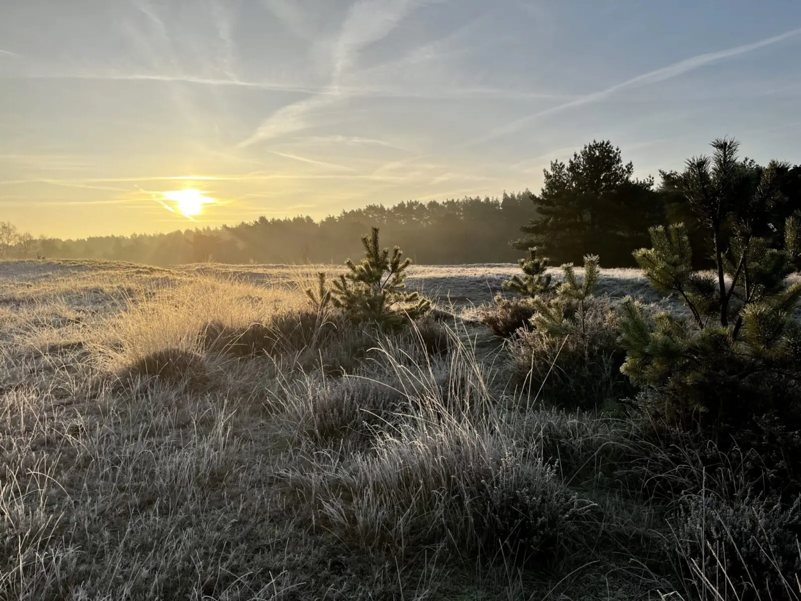 Frost-covered grass field with rising sun and some pine trees in the foreground.