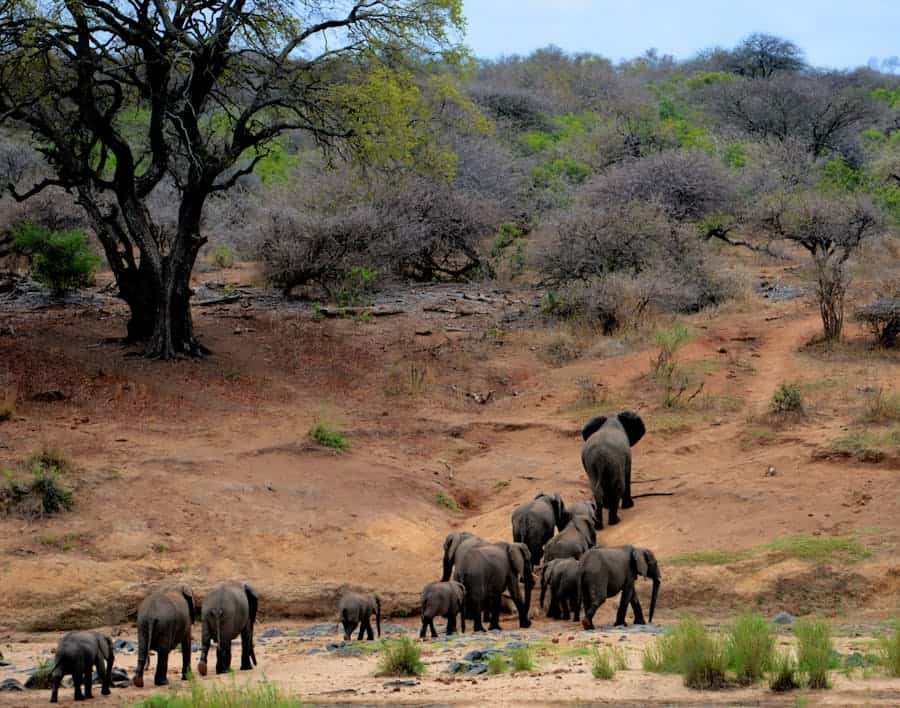 Elephants walking across a dry, dusty landscape with sparse trees and bushes in the background.