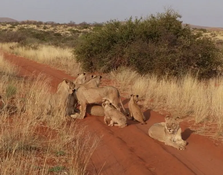 Lions resting in the middle of a bright orange dirt road