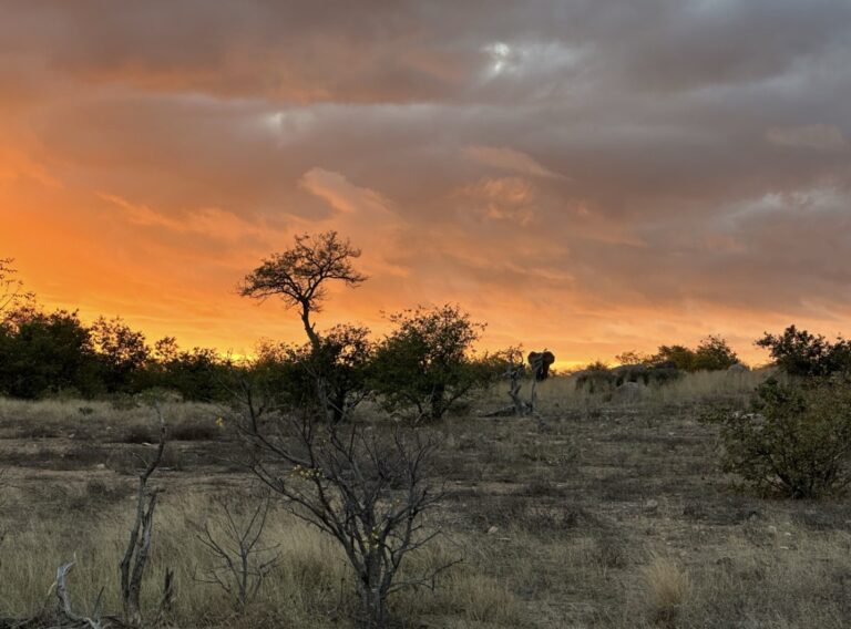 An orange and grey cloud at sunrise, with a typical african tree and an elephant approaching.