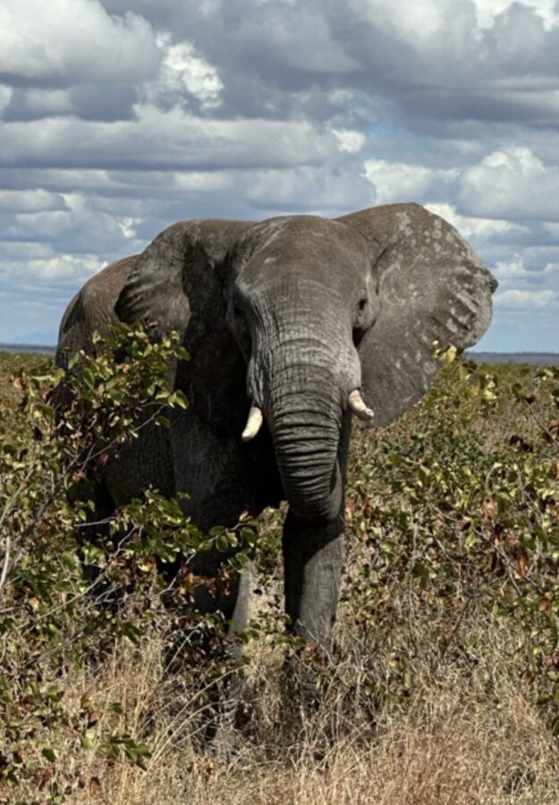 An African elephant looking at safari-goers in Kruger National Park, in yellow shrubs against a partly cloudy sky.