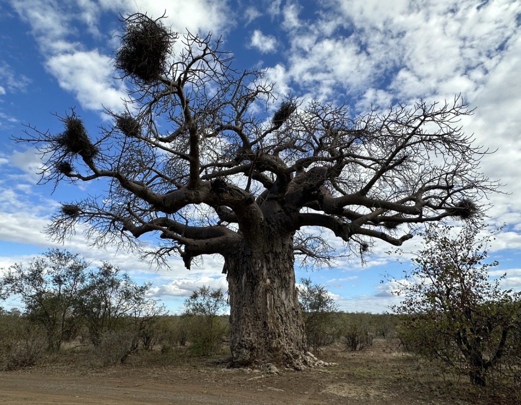 Self drive safari in Kruger National Park: channel your inner Attenborough