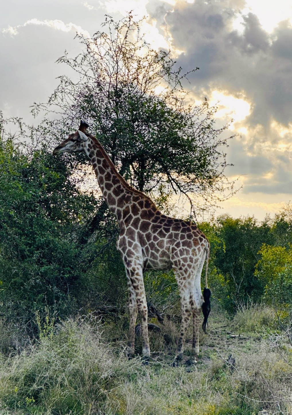 Giraffe half-hidden by a tree, eating leaves.