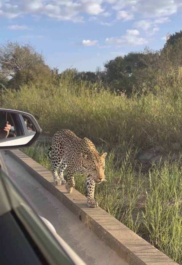 A leopard walking past a car in Kruger National Park. Someone can be seen filming in the mirror