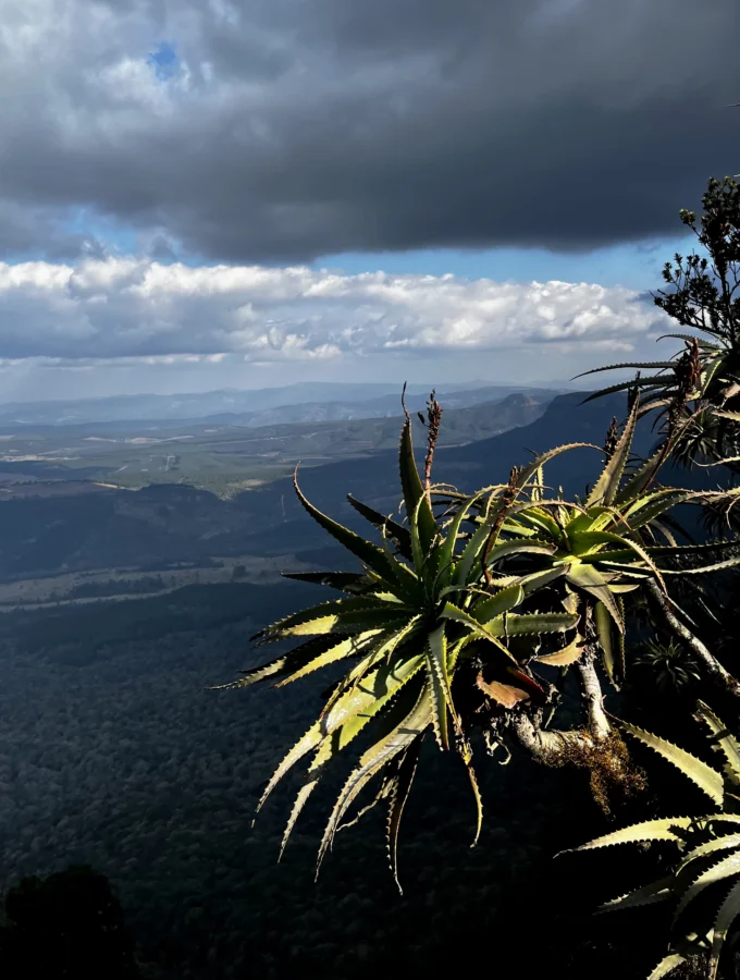 View over bushveld, hills in the distance and a prickly palm in the foreground. God's Window, Panorama Route