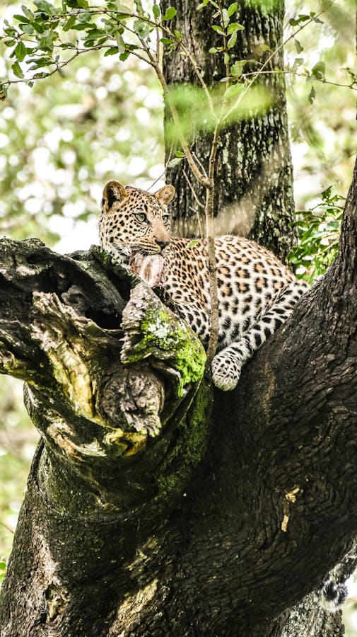 A leopard rests gracefully on a tree branch showing its elegant spots amidst a lush forest.