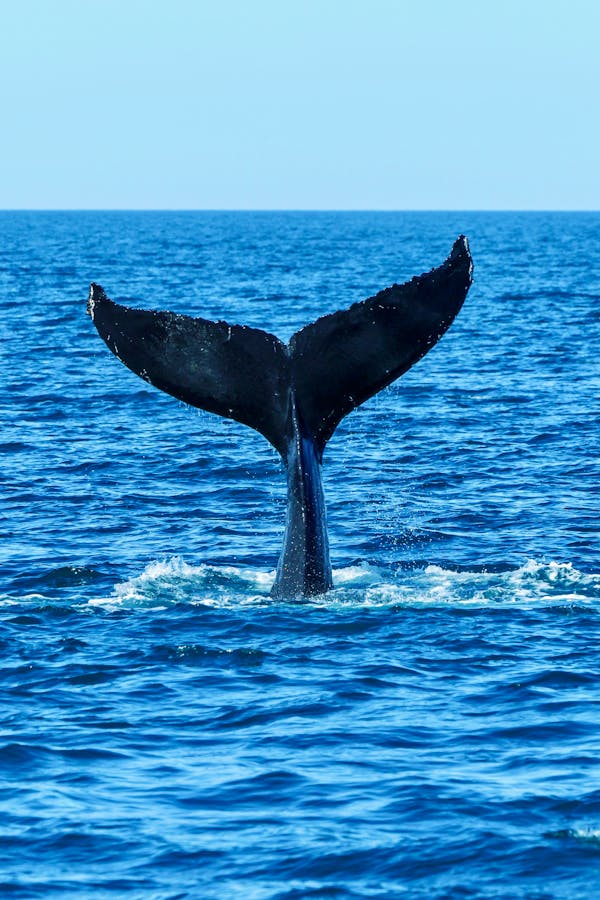 A stunning view of a whale's tail fin emerging from the vibrant blue ocean.