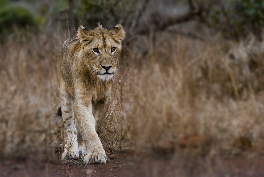 Captivating portrait of a young lioness roaming the African wilderness.