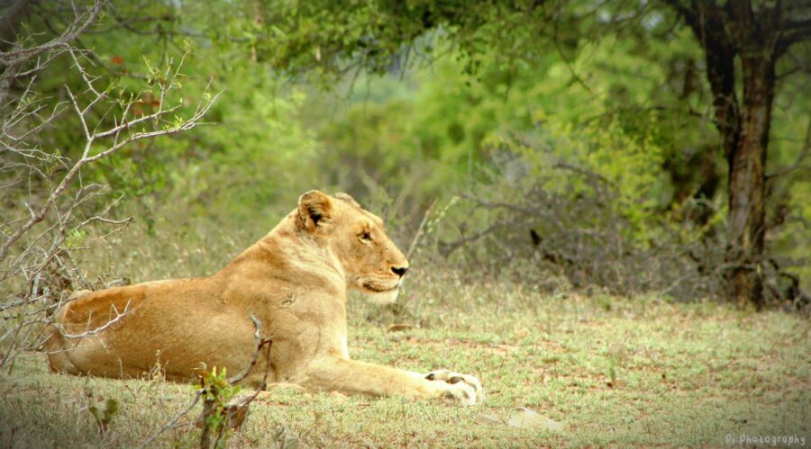 Male lion in the grass, alert