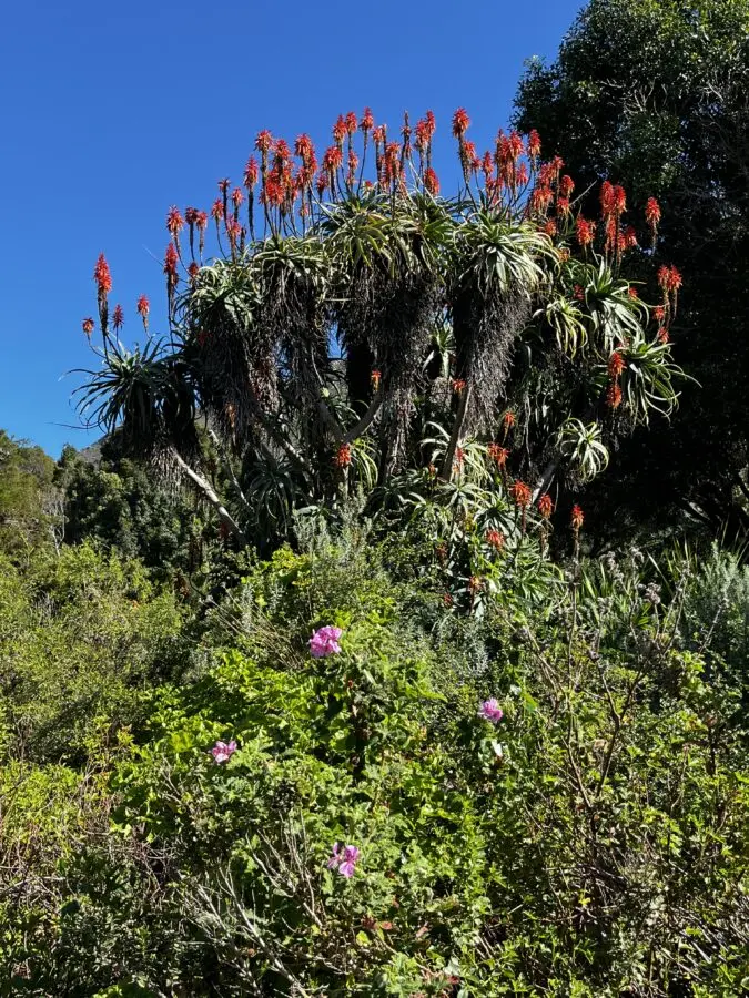 Tropical plant against clear blue sky 