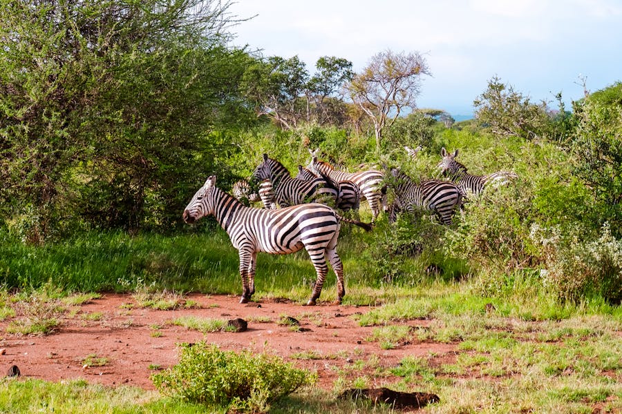 A group of zebras roam the lush bushland, showcasing wildlife in its natural habitat.