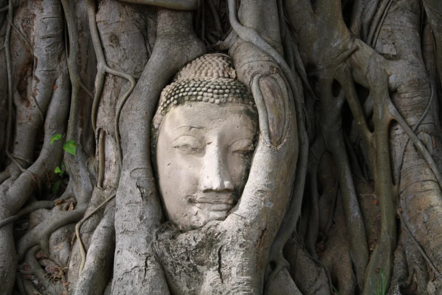 Buddha head statue entwined with tree roots at Wat Mahathat, Ayutthaya, Thailand.