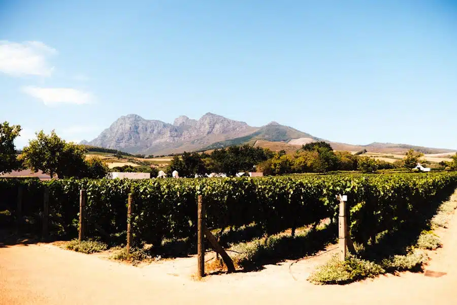 Lush vineyard with mountain range backdrop under a clear sky.