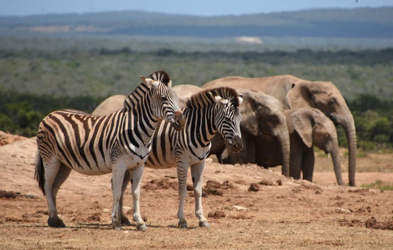 Two zebras and a group of elephants in a South African savanna landscape.