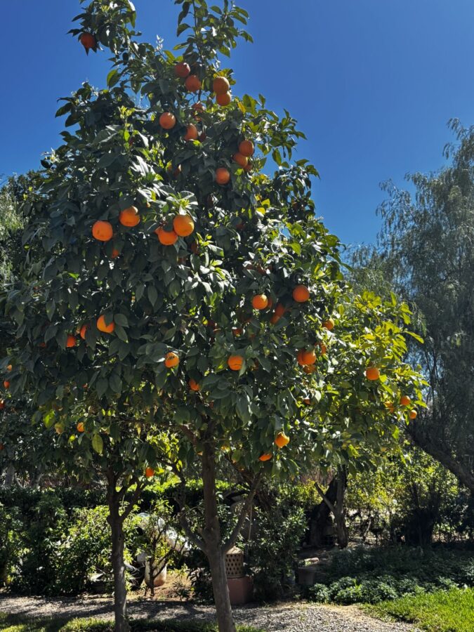 Photo: Tales From The Road Ahead. Orange tree in the garden of Villa Dinari, against a bright blue sky.