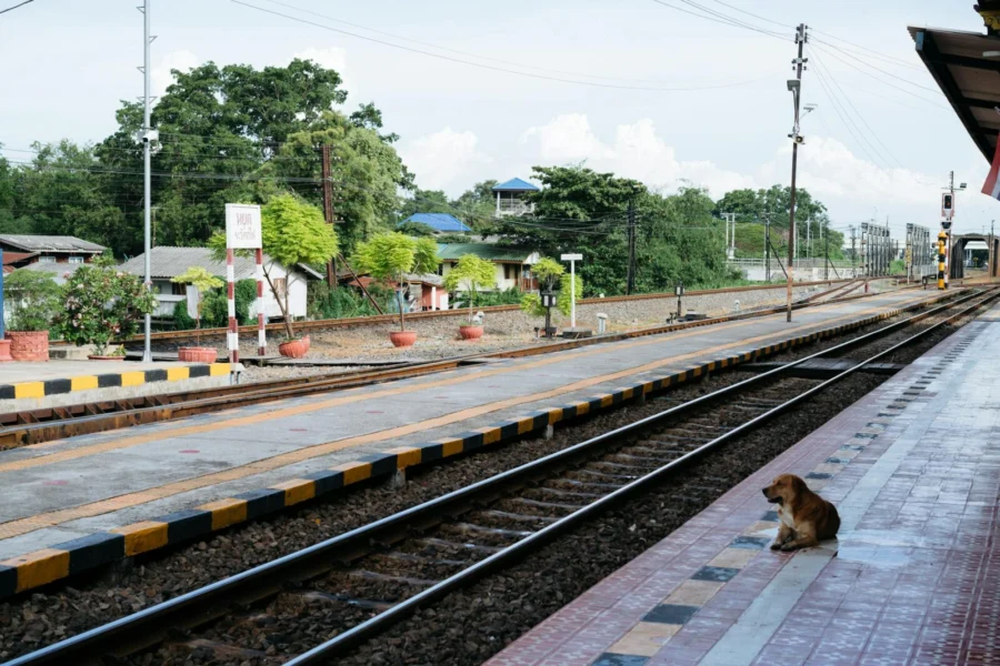 Ayutthaya train station platform featuring a lone dog sitting in natural lighting.