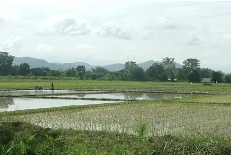 A rice field against a cloudy sky against a backdrop of mountains. North Thailand. 