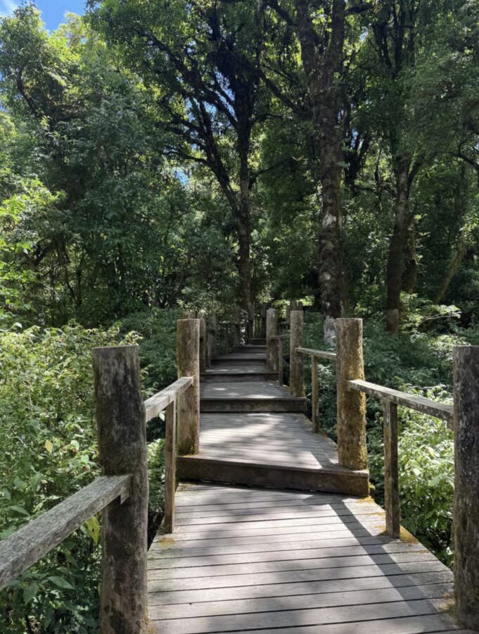 Wooden walkway on a trail in Doi Inthanon National Park 